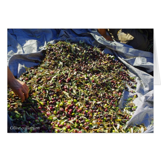 Olijven collectie (Voorkant Horizontaal)