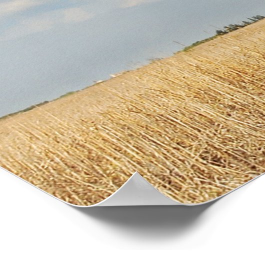 Olijven Poster (Hoek)