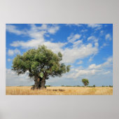 Olijven Poster (Voorkant)