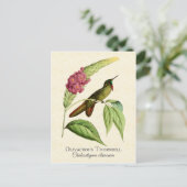Olivacous Thornbill Hummingbird Art Briefkaart (Staand voorkant)