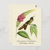 Olivacous Thornbill Hummingbird Art Briefkaart (Voorkant / Achterkant)