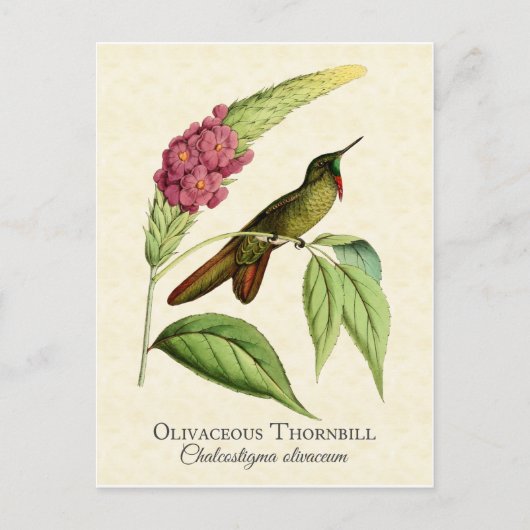 Olivacous Thornbill Hummingbird Art Briefkaart (Voorkant)