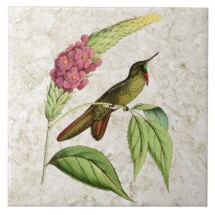 Olivacous Thornbill  Hummingbird Tegeltje