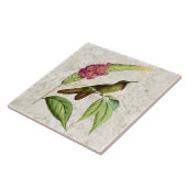 Olivacous Thornbill Hummingbird Tegeltje (Zijkant)