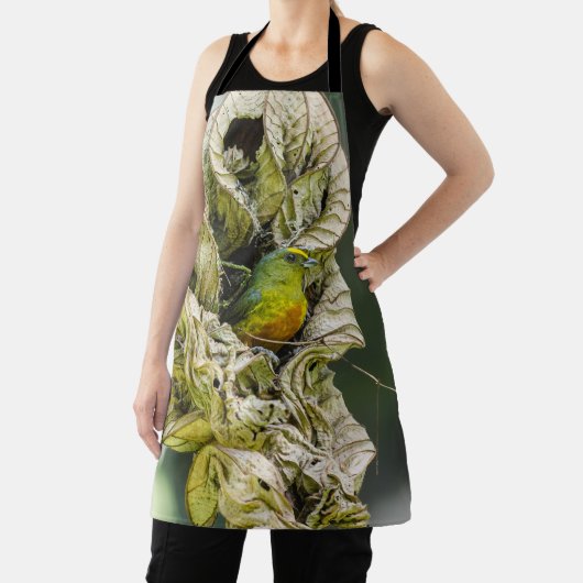 Olive Backed Euphonia, Belize Bird Schort (Insitu)