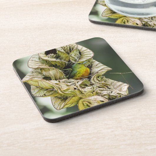 Olive Backed Euphonia, Exotic Belize Bird Bier Onderzetter (Linkerzijde)