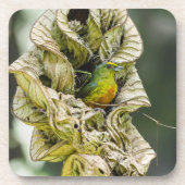Olive Backed Euphonia, Exotic Belize Bird Bier Onderzetter (Voorkant)