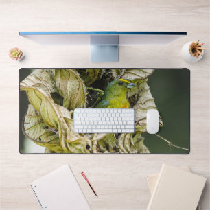 Olive Backed Euphonia, Wildlife Avian Photography Bureaumat