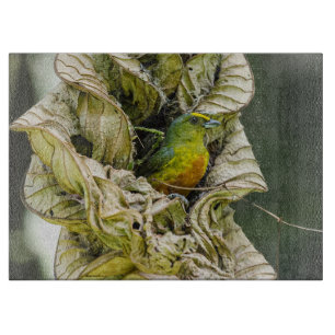 Olive Backed Euphonia, Wildlife Avian Photography Snijplank