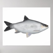 Olive Barb Poster (Voorkant)