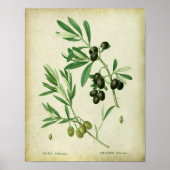 Olive Branch no. 10 Farmhouse Dining Decor Poster (Voorkant)