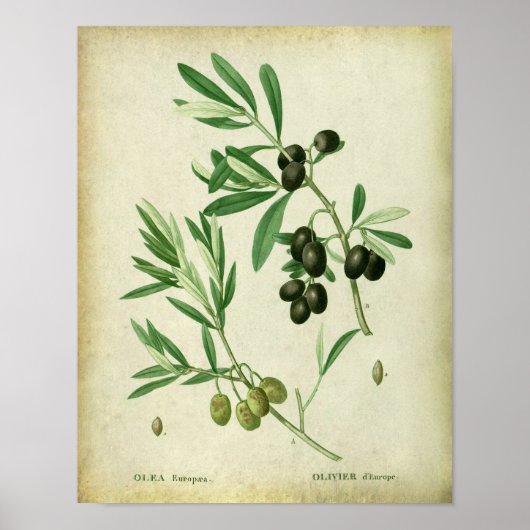 Olive Branch no. 10 Farmhouse Dining Decor Poster (Voorkant)