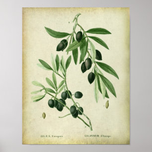 Olive Branch no. 11 Farmhouse Wall Decor Poster