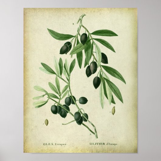 Olive Branch no. 11 Farmhouse Wall Decor Poster (Voorkant)