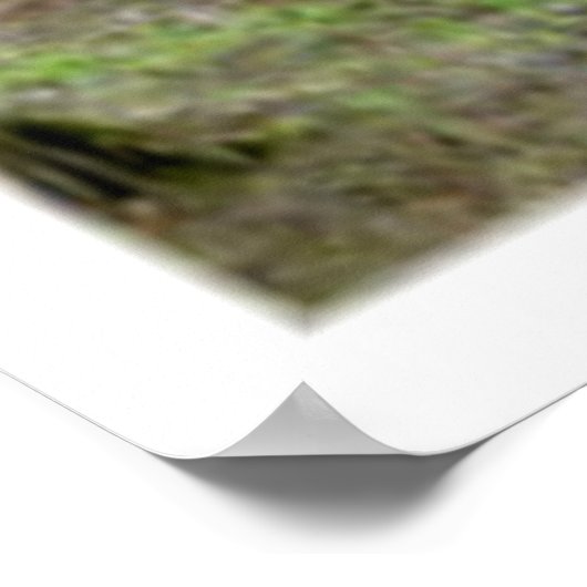 Olive Garden Print (Hoek)