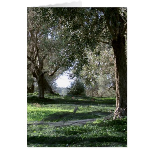 Olive Grove Card (Voorkant)