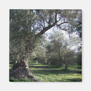 Olive Grove Greek Magnet