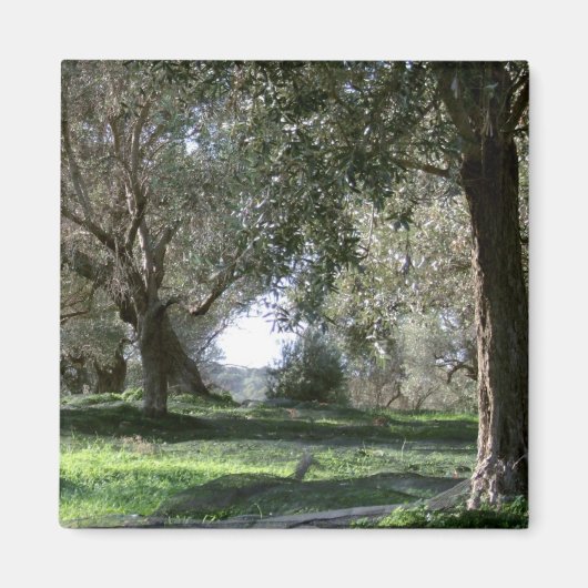 Olive Grove Magnet (Voorkant)
