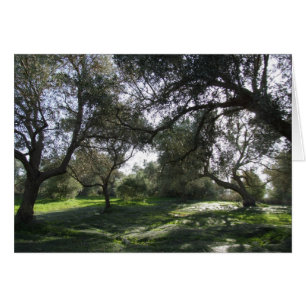 Olive Grove Uitzicht Card