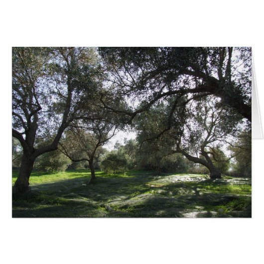 Olive Grove Uitzicht Card (Voorkant Horizontaal)
