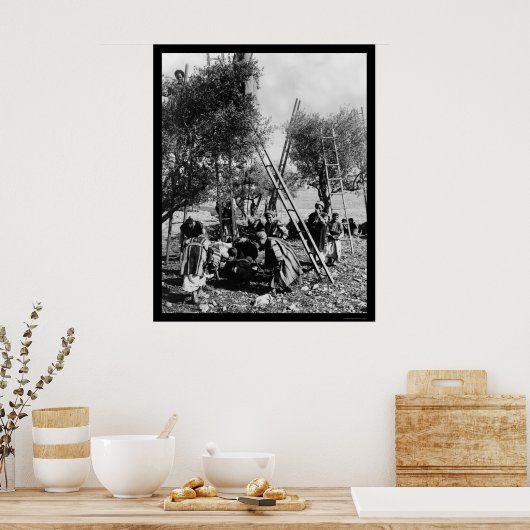 Olive Harvest Palestine 1886 Poster (Keuken)
