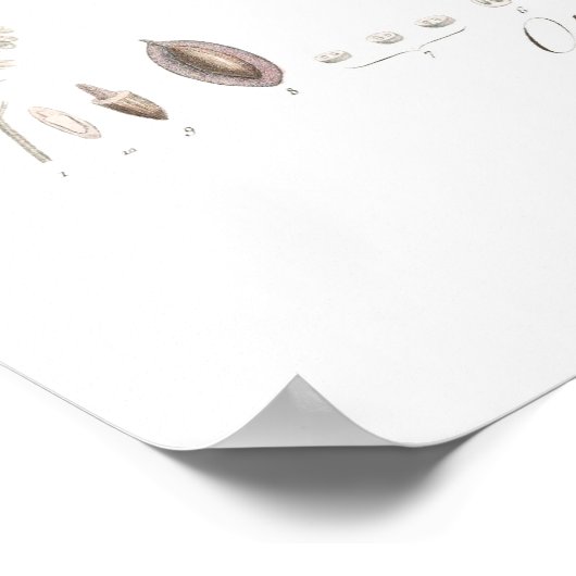 Olive, Olea europaea Poster (Hoek)