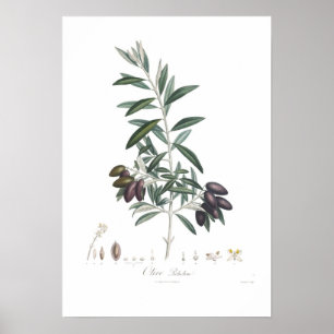 Olive, Olea europaea Poster