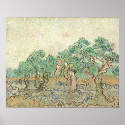 Olive Orchard - Vincent van Gogh Fine Art Poster (Voorkant)