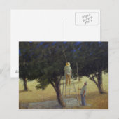 Olive Pickers 1985 Briefkaart (Voorkant / Achterkant)