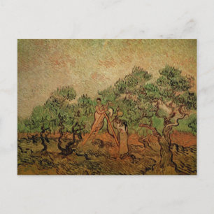 Olive Picking door Vincent van Gogh Briefkaart