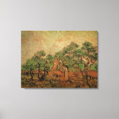 Olive Picking door Vincent van Gogh Canvas Afdruk (Voorkant)