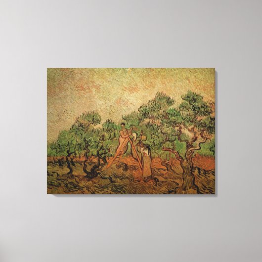 Olive Picking door Vincent van Gogh Canvas Afdruk (Voorkant)