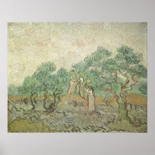 Olive Picking door Vincent van Gogh,  kunst Poster