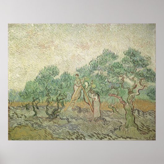 Olive Picking door Vincent van Gogh,  kunst Poster (Voorkant)