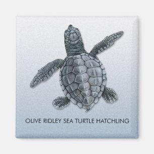 Olive Ridley Zee Turtle Hatchling Magnet