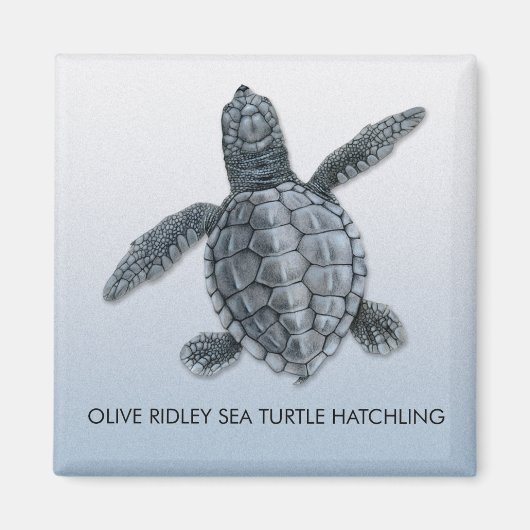 Olive Ridley Zee Turtle Hatchling Magnet (Voorkant)