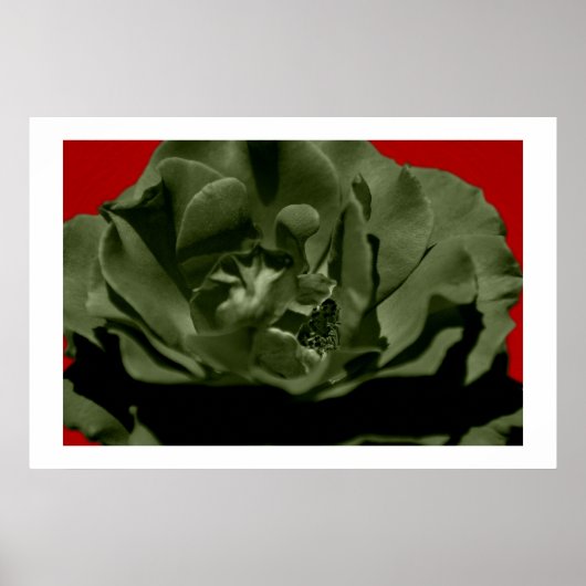 Olive Rose w/Red Anegelhair textured Background  Poster (Voorkant)