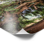 Olive Tree Jeremiah 17:8 Poster (Hoek)