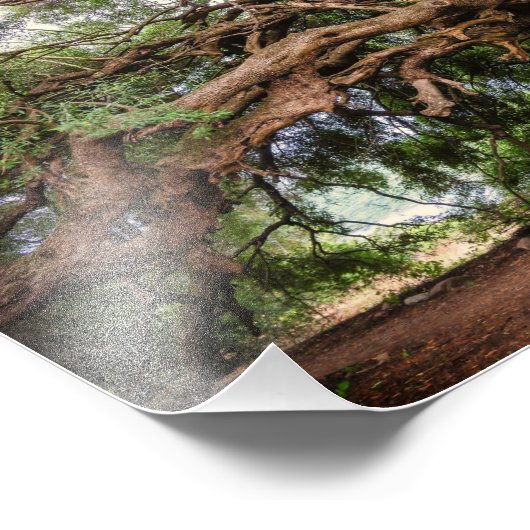 Olive Tree Jeremiah 17:8 Poster (Hoek)