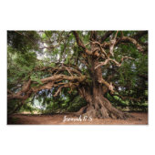Olive Tree Jeremiah 17:8 Poster (Voorkant)