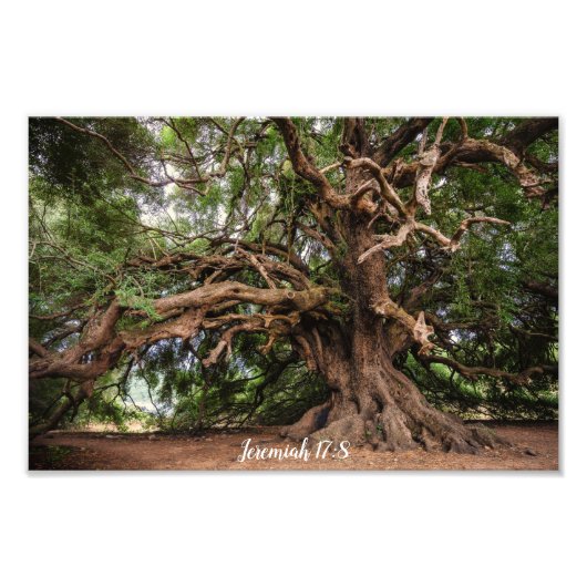 Olive Tree Jeremiah 17:8 Poster (Voorkant)