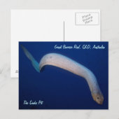 Olive Zee Snake Briefkaart (Voorkant / Achterkant)