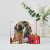 Oliver - Brussels Griffon - Andrews Briefkaart (Staand voorkant)
