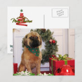 Oliver - Brussels Griffon - Andrews Briefkaart (Voorkant / Achterkant)