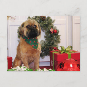 Oliver - Brussels Griffon - Andrews Briefkaart
