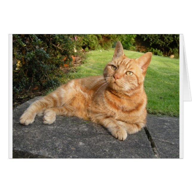 Oliver Cat (Voorkant Horizontaal)