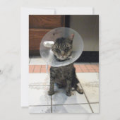 Oliver The Cats Cone of Shame Flat Get Well Kaart (Voorkant)