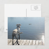 Oliver the Golden Lab Briefkaart (Voorkant / Achterkant)