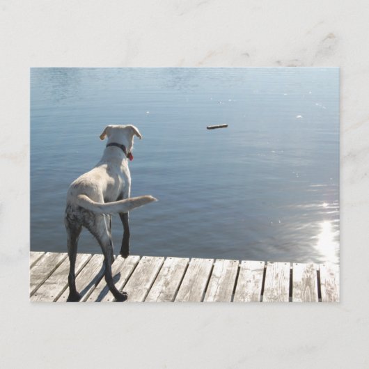 Oliver the Golden Lab Briefkaart (Voorkant)
