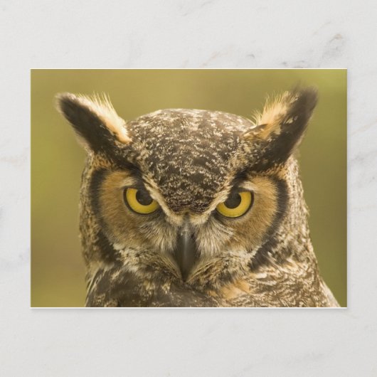 Ollen Briefkaart (Voorkant)